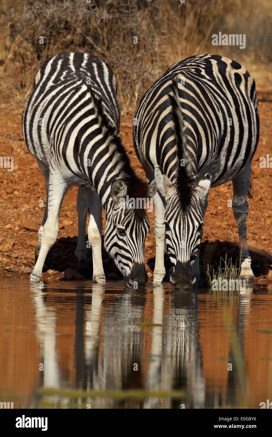 Dos cebras de Burchell (Equus quagga burchelli), bebiendo agua en un abrevadero Polokwane Game Reserve, Limpopo, Foto de stock