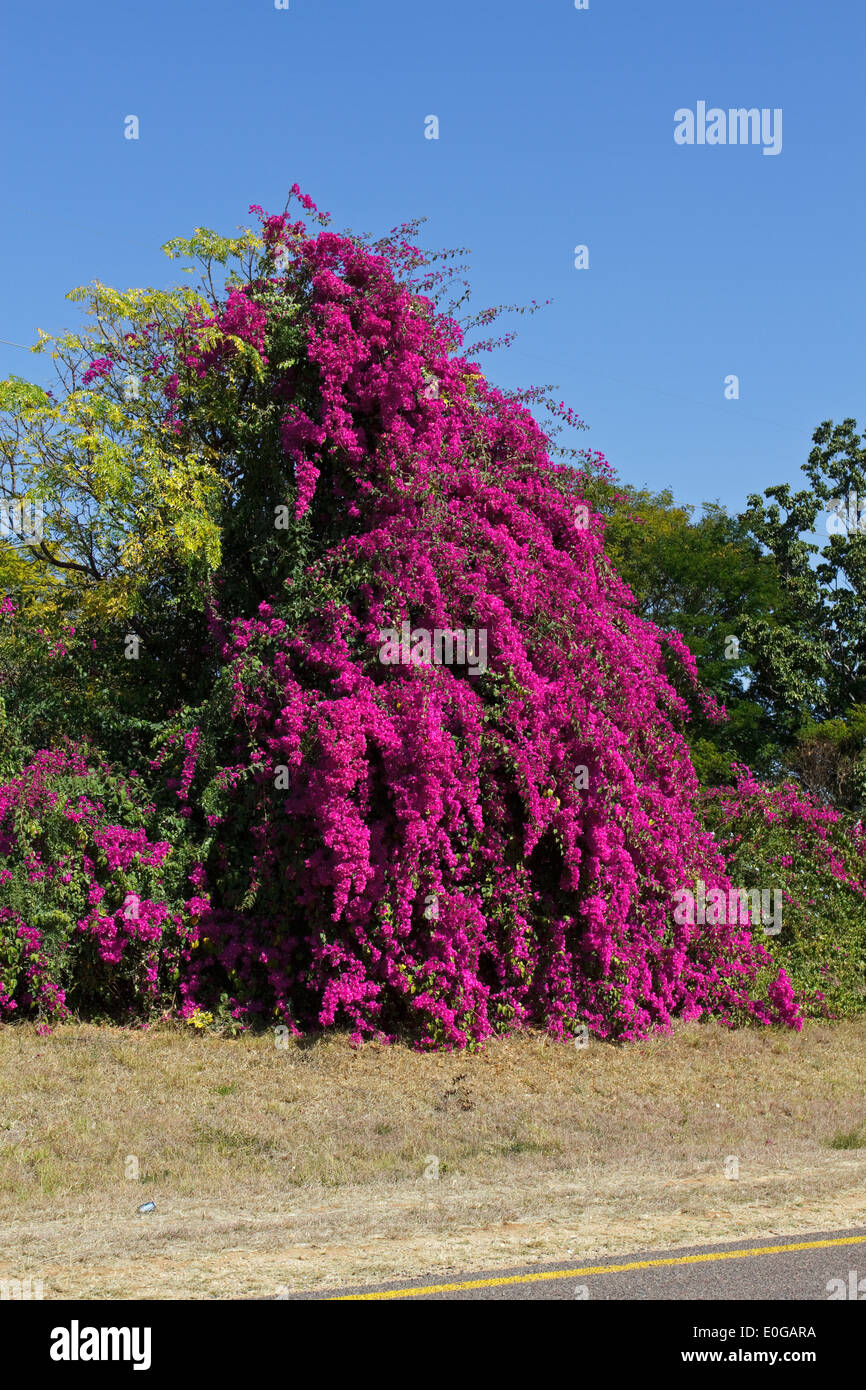 Floración (Bougainvilleaceae Bougainvillea) Foto de stock