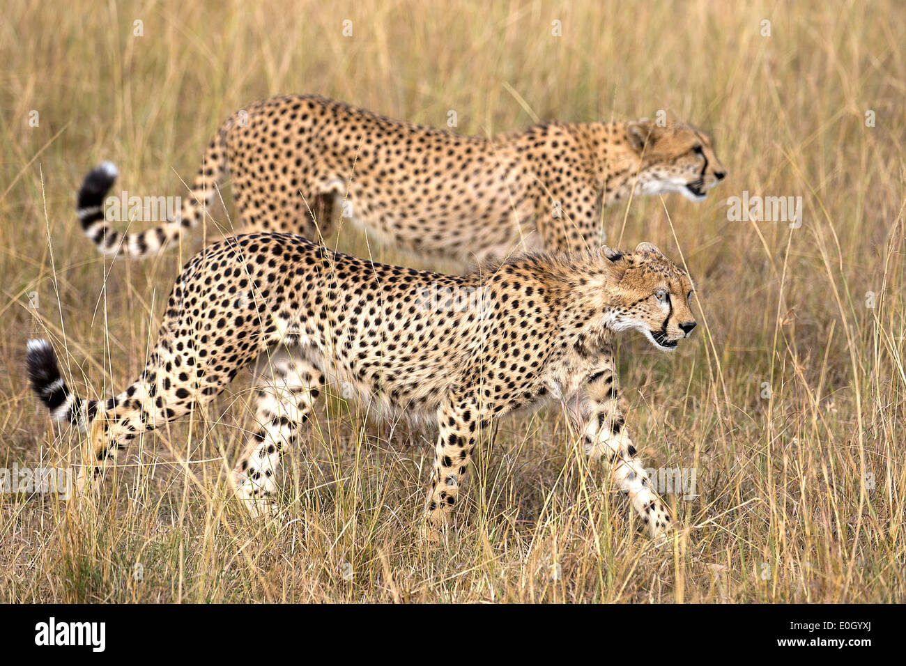 Dos jóvenes guepardos en Maasai Mara, en Kenya. Foto de stock
