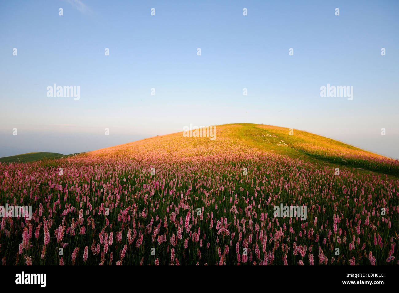 Campo de hierba y flores. Foto de stock
