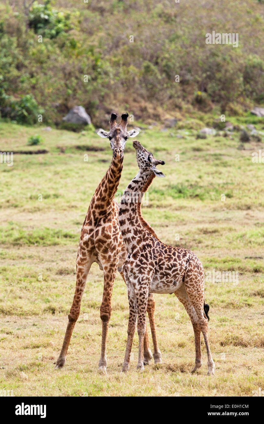 Dos Massai jirafas, Giraffa camelopardalis, el Parque Nacional de Arusha, Tanzania, África oriental, África Foto de stock