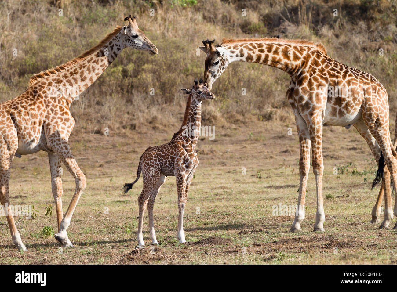 Massai jirafas con ternera joven, Giraffa camelopardalis, el Parque Nacional de Arusha, Tanzania, África oriental, África Foto de stock