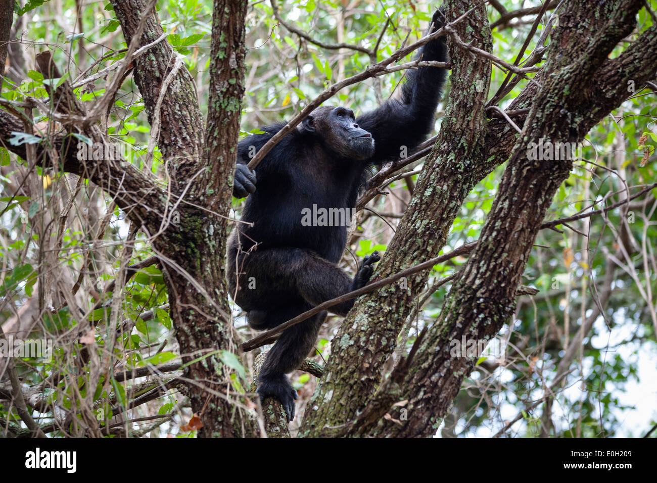 El chimpancé macho escalar un árbol de la selva, Pan troglodytes, Parque Nacional de las Montañas de Mahale, Tanzania, África oriental, África Foto de stock