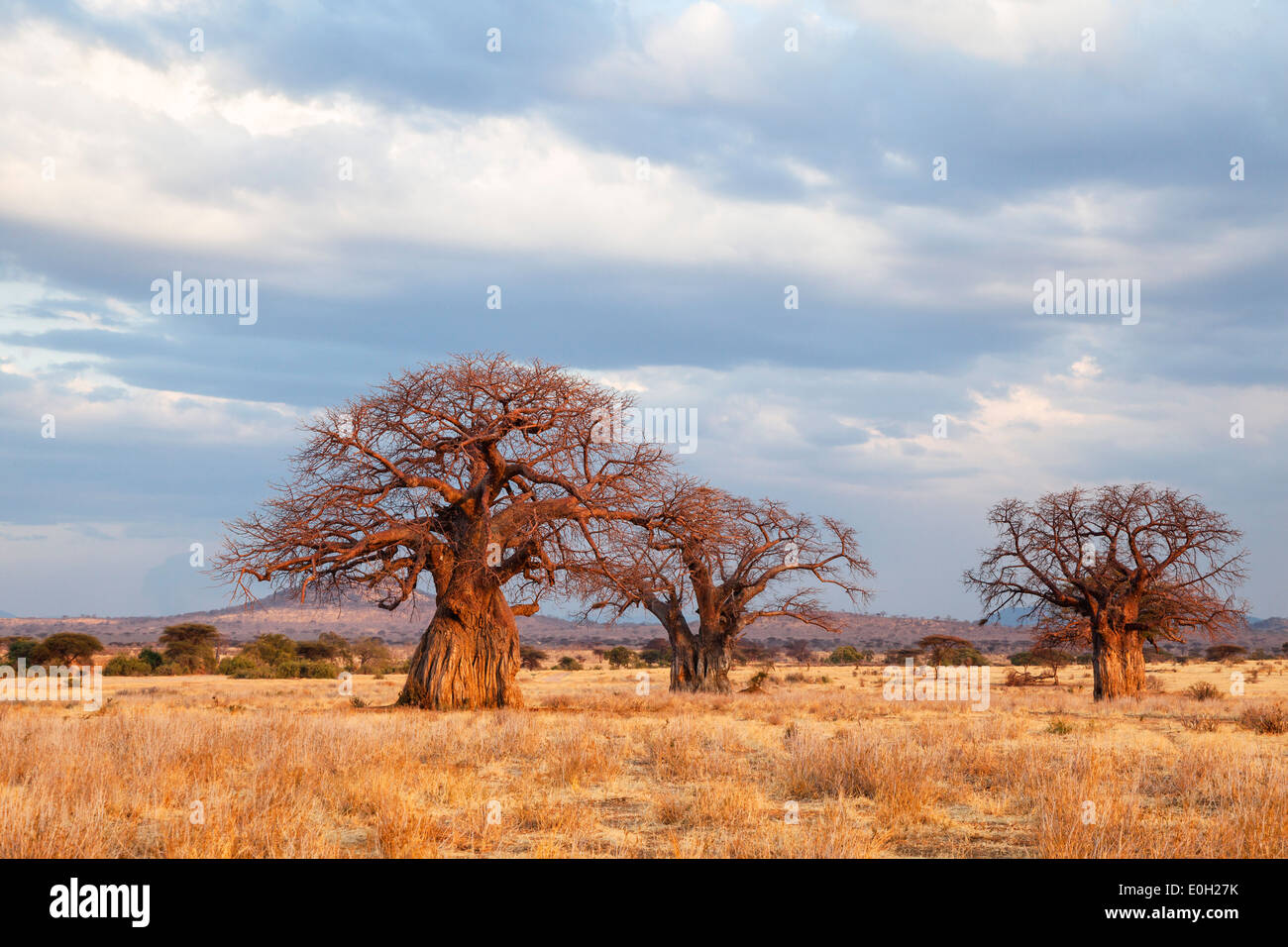 Los baobabs africanos al atardecer, Adansonia digitata, el Parque nacional Ruaha, Tanzania, África Foto de stock