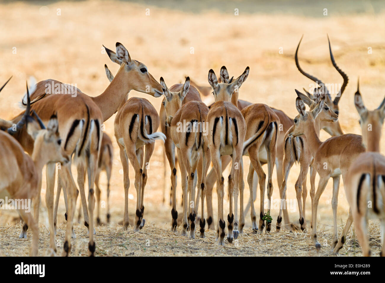 Impalas, Aepiceros melampus, el Parque nacional Ruaha, Tanzania, África oriental, África Foto de stock