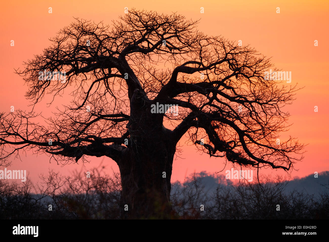Baobab africano al amanecer, Adansonia digitata, el Parque nacional Ruaha, Tanzania, África Foto de stock
