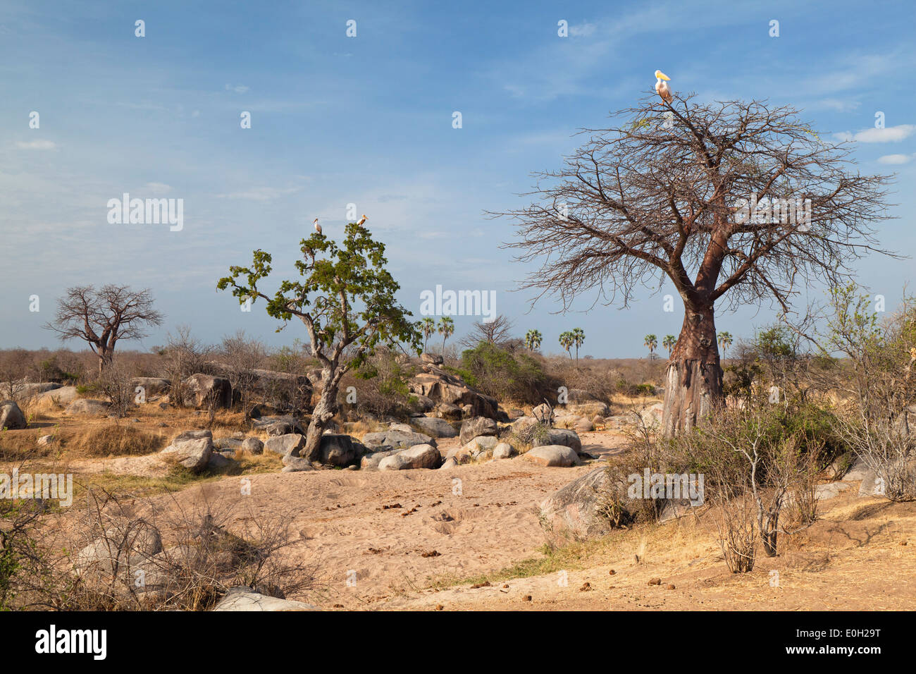 Baobab con el pelícano blanco, el Parque nacional Ruaha, Tanzania, África oriental, África Foto de stock