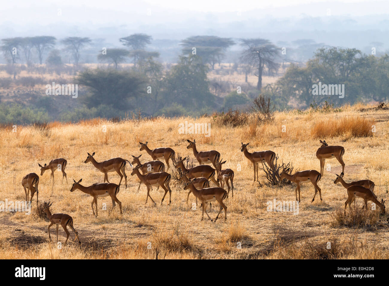 Impalas, Aepiceros melampus, el Parque nacional Ruaha, Tanzania, África oriental, África Foto de stock