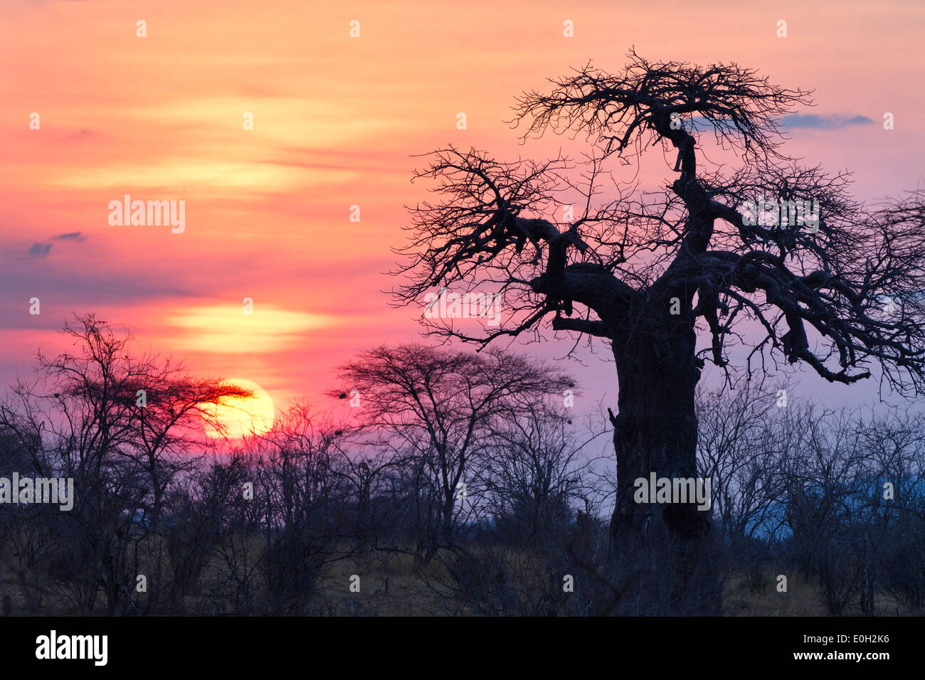 Baobab africano al amanecer, Adansonia digitata, el Parque nacional Ruaha, Tanzania, África Foto de stock