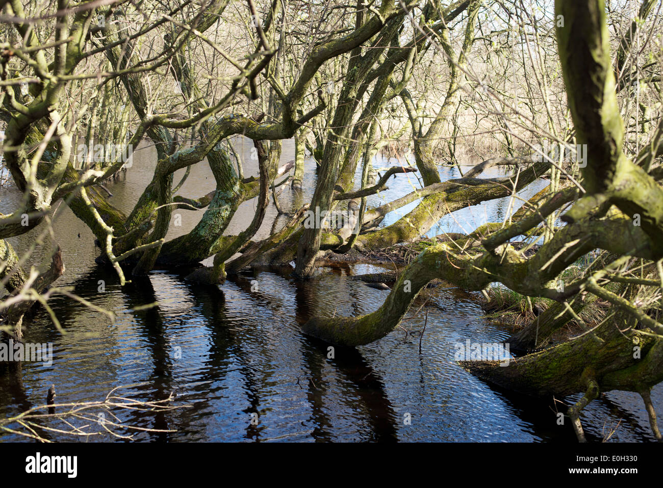 Inundado Carr bosques y lechos de juncos en el agua salobre en Studland