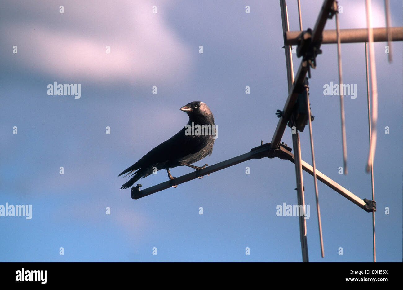 Raven en una antena de televisión Foto de stock