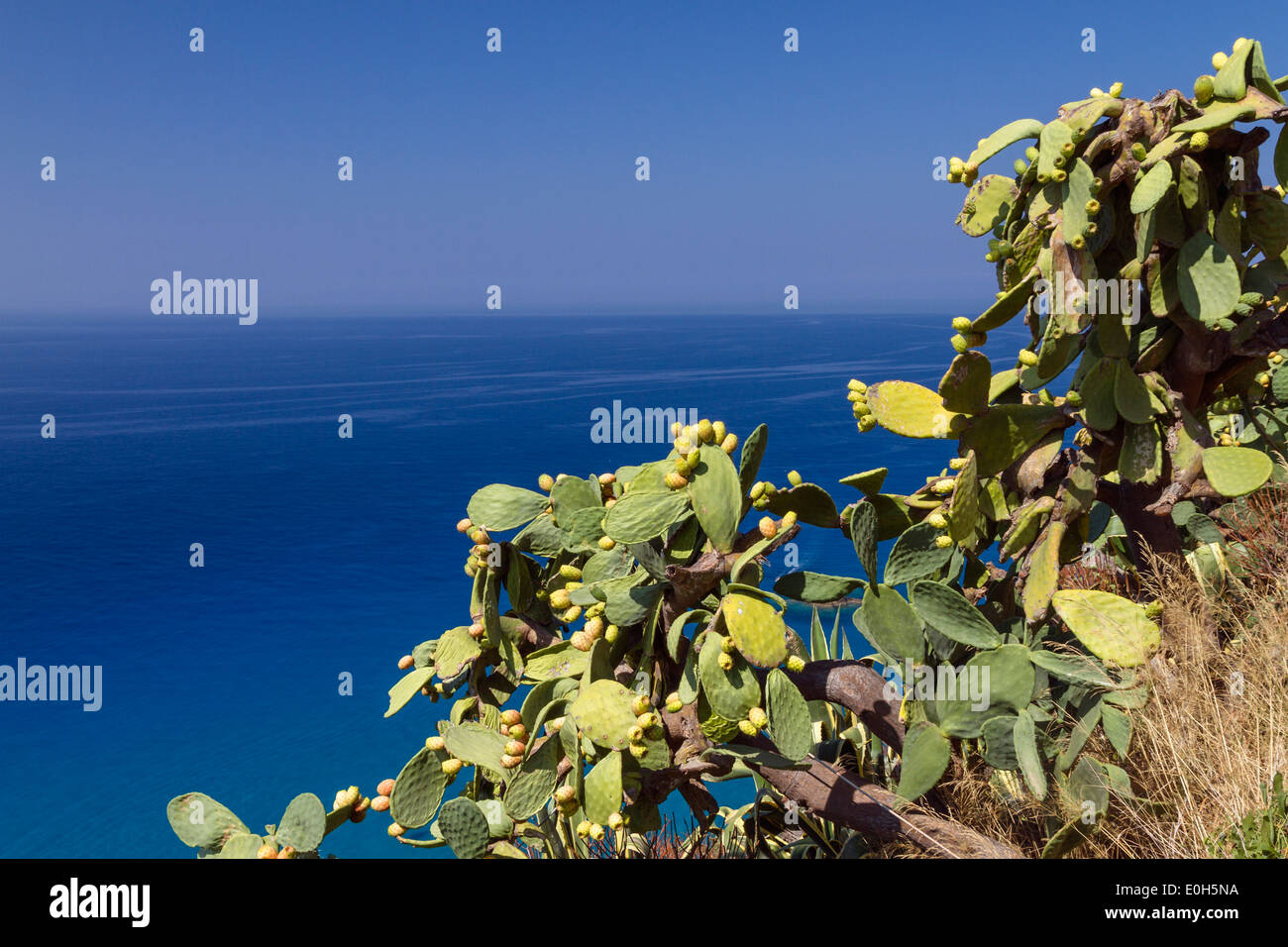 Opuntia en Capo Vaticano al sur de Tropea, Opuntia ficus-indica, el Mar Tirreno, Calabria, Mediterráneo, Sur de Italia, de Europa Foto de stock