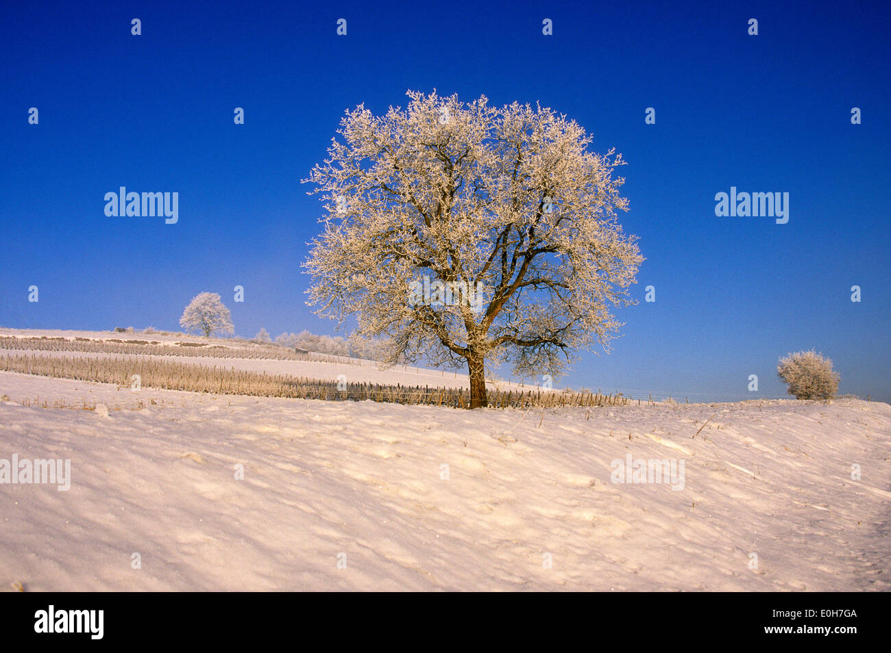 Árbol en una escena de invierno en la nieve, escena de nieve Foto de stock