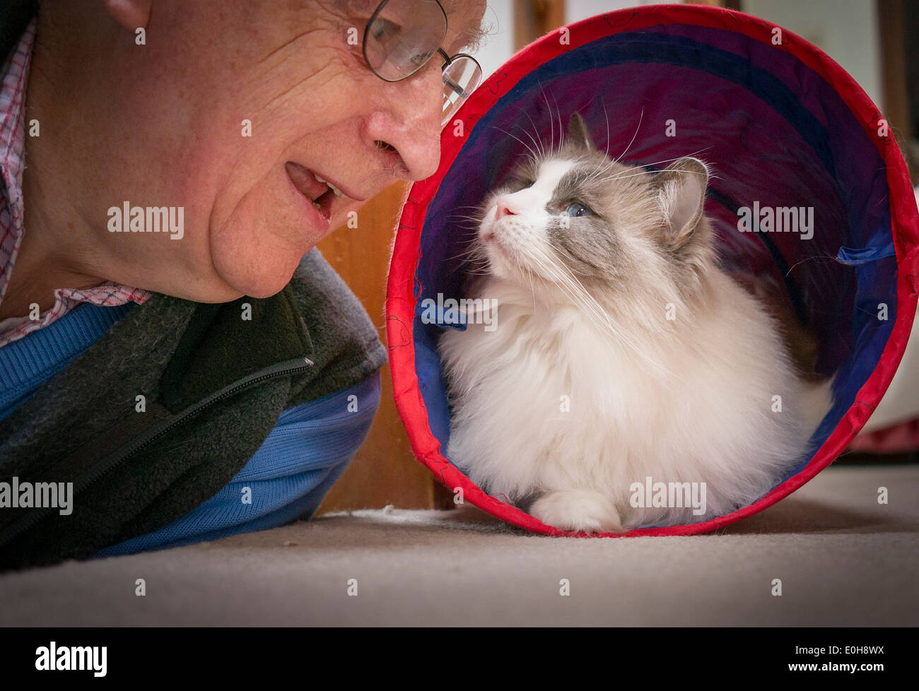 Propietario jugando con gato Ragdoll emergiendo de túnel de juguete Foto de stock