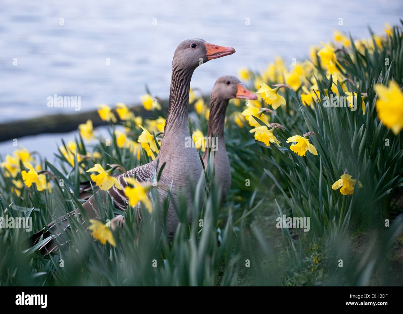 Dos grandes gansos grises closeup en narcissi flores Foto de stock