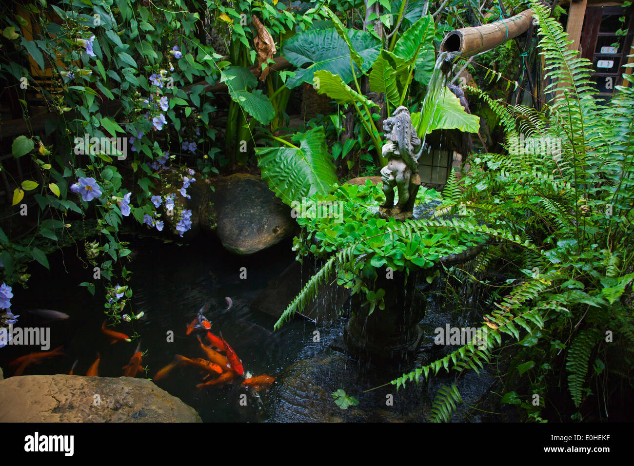 Un jardín acuático en el secreto del santuario, la cual es una ecléctica ecolodge ibn Kuching, Sarawak, Borneo Foto de stock