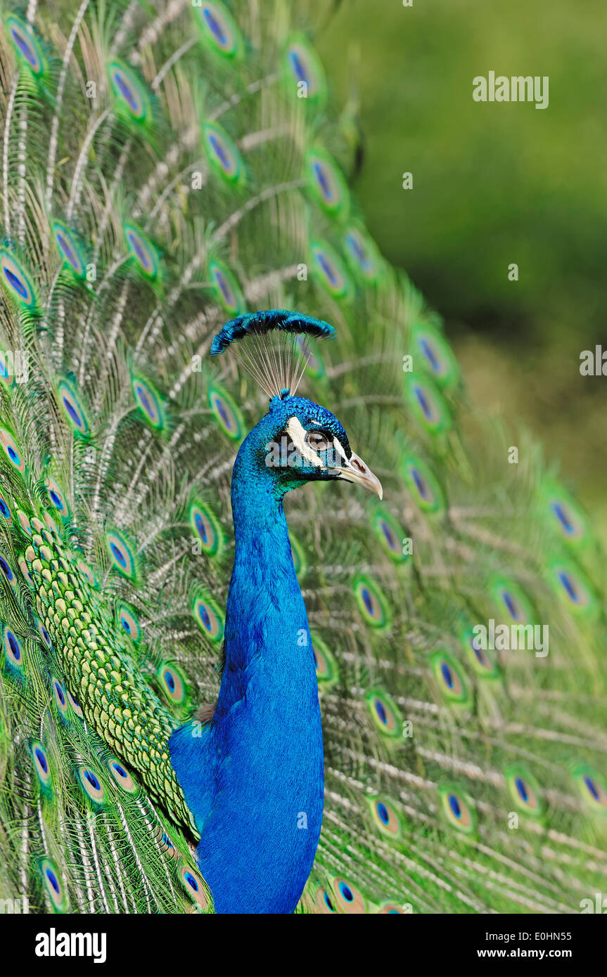 Indian Peafowl o Blue Peafowl (Pavo cristatus), macho cortejo mostrar Foto de stock