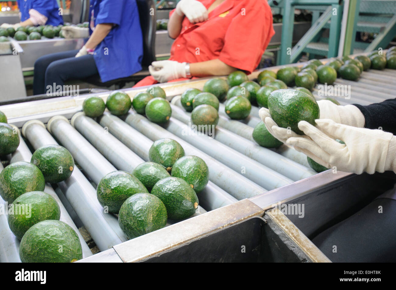 Clasificación de aguacate computarizado y planta de embalaje. Fotografiado  en Israel inspección visual Fotografía de stock - Alamy