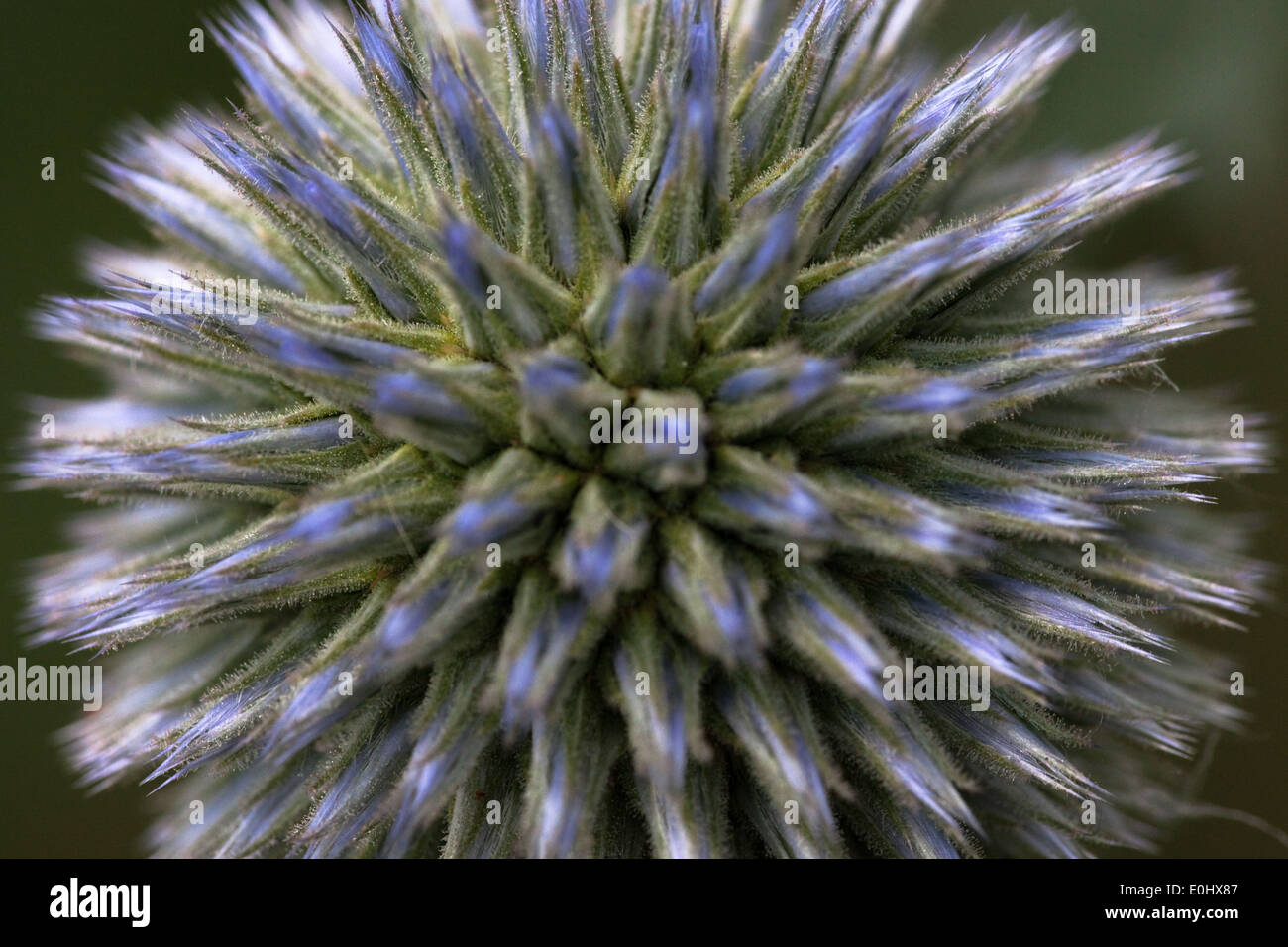 Blaudistel (Eryngium alpinum) - Alpine Mar Holly Foto de stock