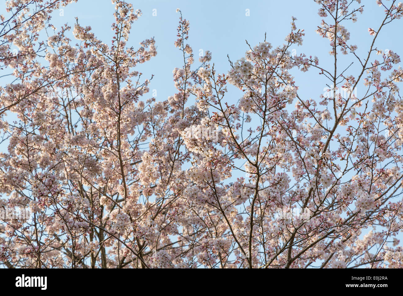 Los cerezos en flor en Japón Foto de stock