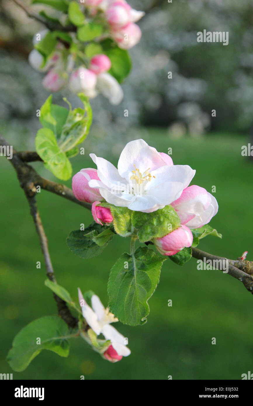 Apple florece en primavera se puede usar como fondo Foto de stock