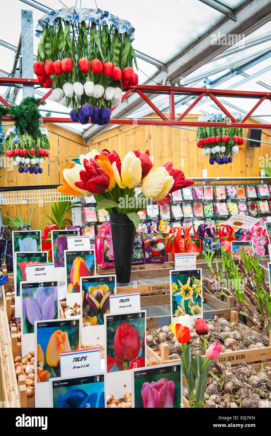 Holland , Holanda , Amsterdam City , Flower comprar bulbos tulipán & madera tulipanes artificiales Fotografía de stock - Alamy