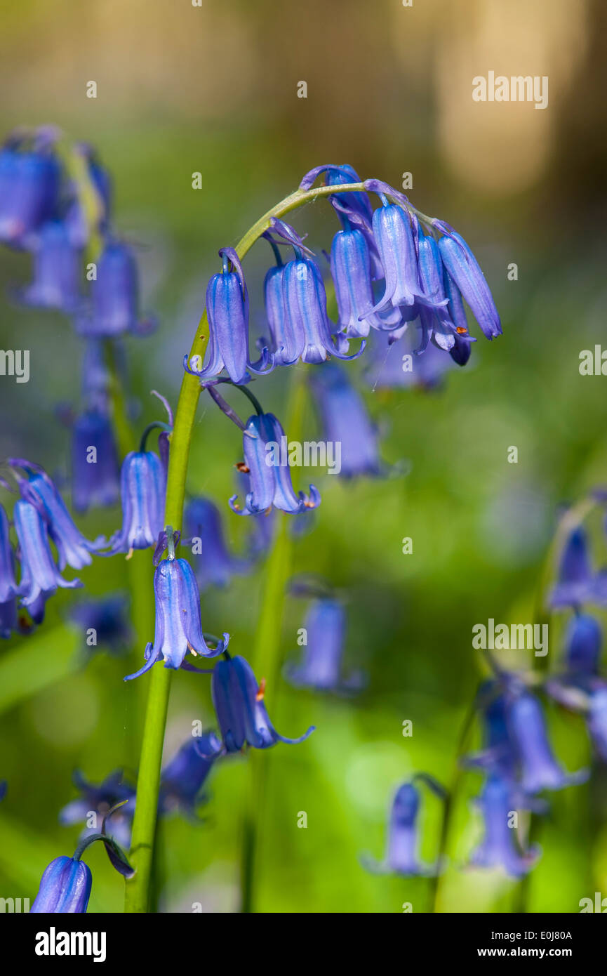 El sudeste de Inglaterra , Kent , bosques , el resorte árboles flores , la flora , bluebell campanillas flower bloom Hyacinthoides non-scripta Foto de stock