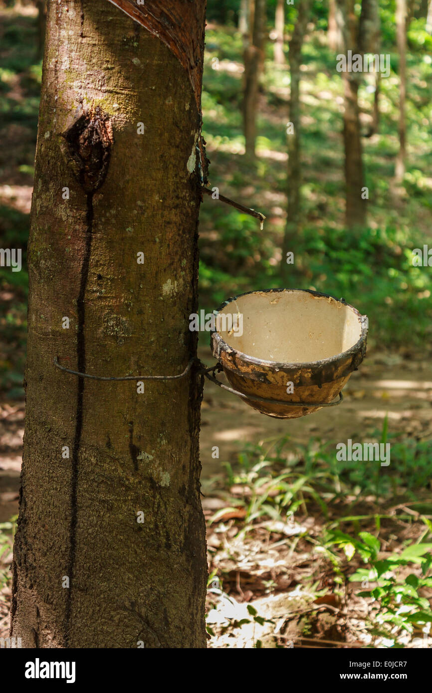 Un árbol de caucho gotas de látex crudo en Yunnan, China Foto de stock