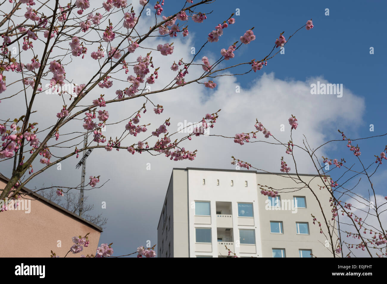 Flor de cerezo y cincuenta arquitectura detalle en Vallingby, Estocolmo, Suecia, en abril. Foto de stock