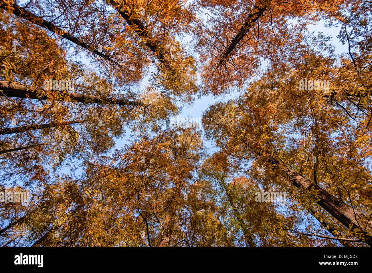 Ángulo de visión baja de árboles ginkgo en otoño Foto de stock