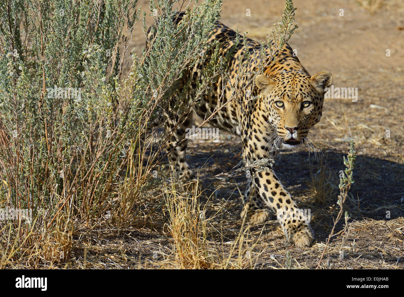 El leopardo (Panthera pardus) streift durch sein Revier am Morgen, región de Khomas, Namibia, Afrika Foto de stock