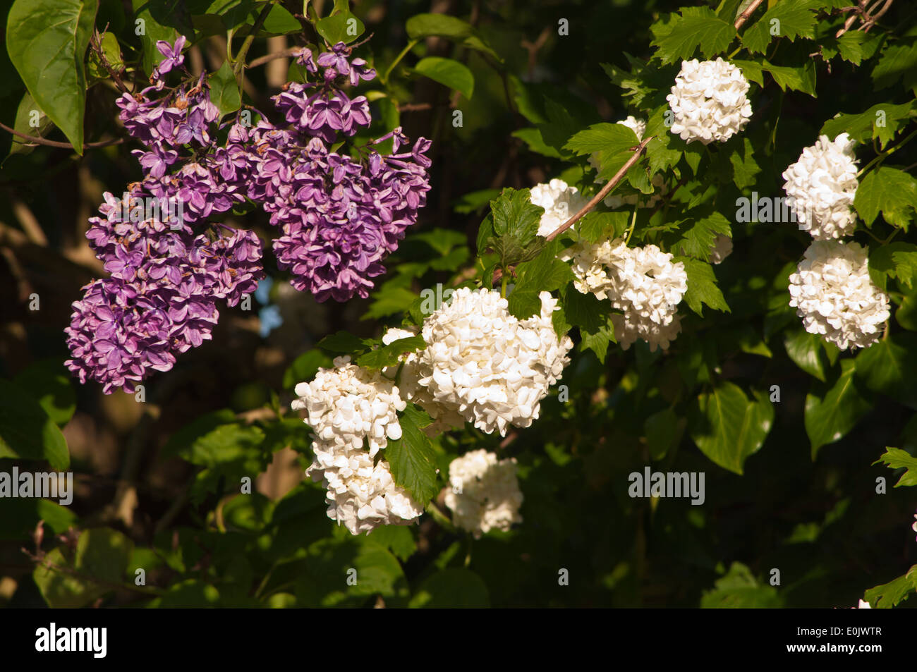 Púrpura Blanco las flores florecen en árbol lila syringa Foto de stock