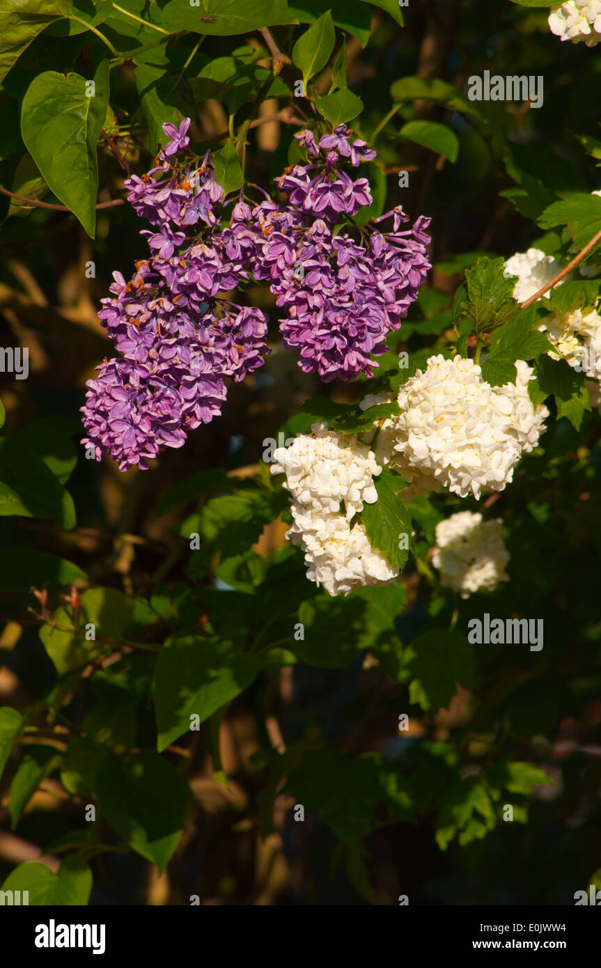Púrpura y blanco de las flores florecen en árbol lila syringa Foto de stock