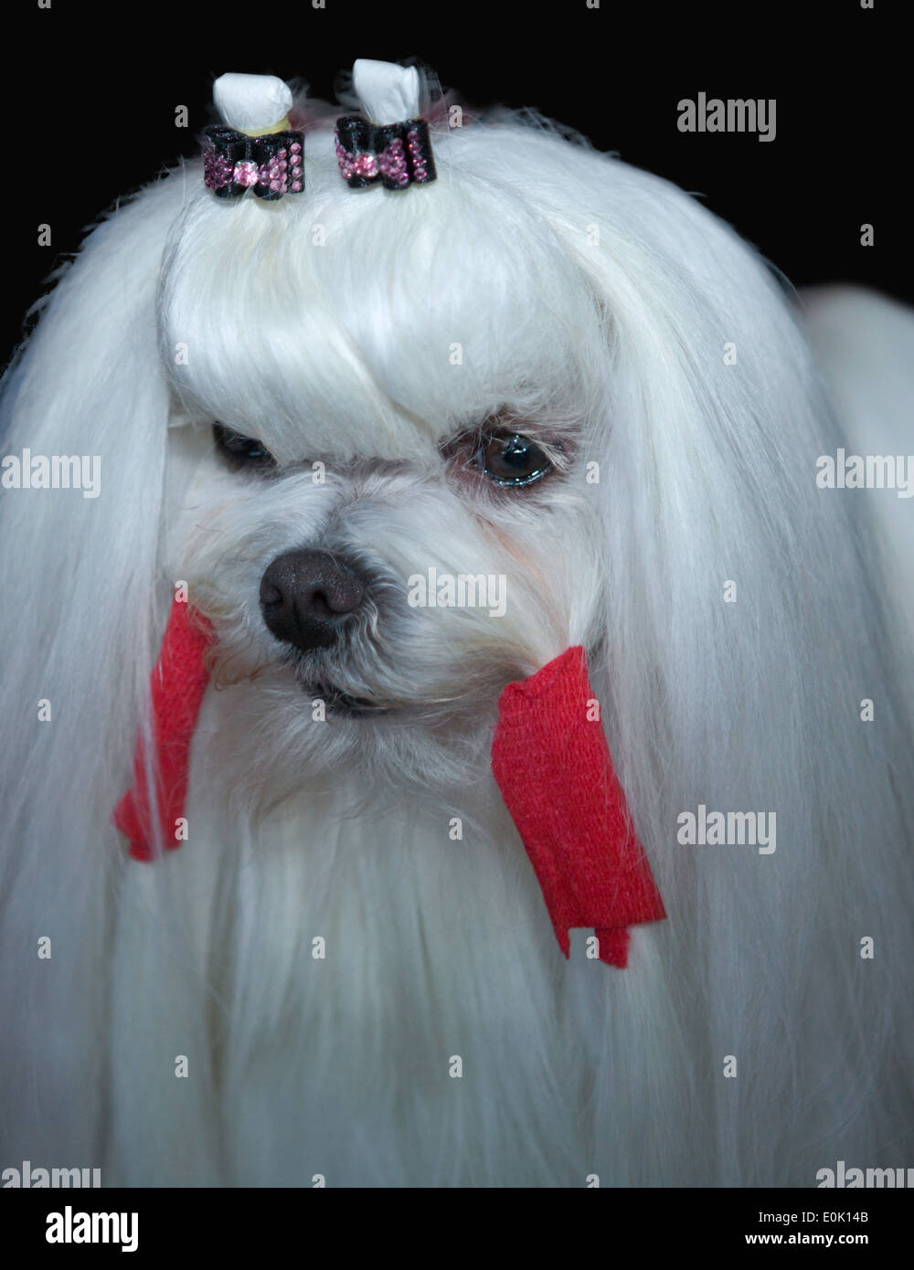 Retrato de una joven y bella, pequeño perro maltés sobre fondo oscuro Foto de stock