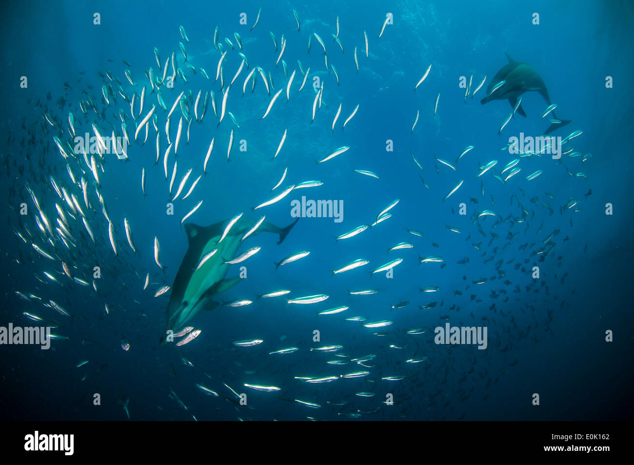 Los delfines comunes picuda larga caza sardinas, Port St Johns, Sudáfrica (Delhinus capensis) Foto de stock