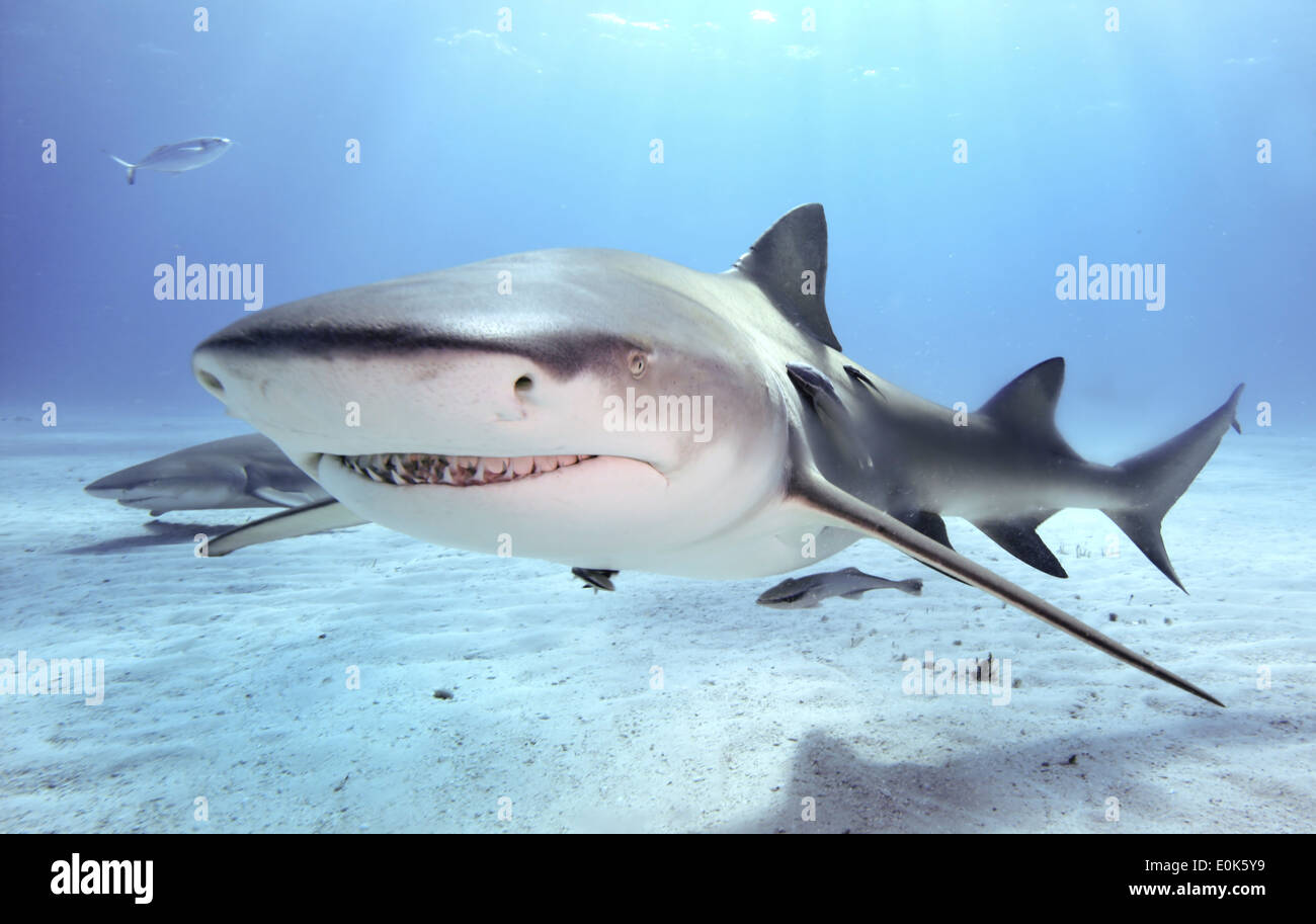 El tiburón de arrecife del Caribe, Bahamas. (Carcharhinus perezi) Foto de stock