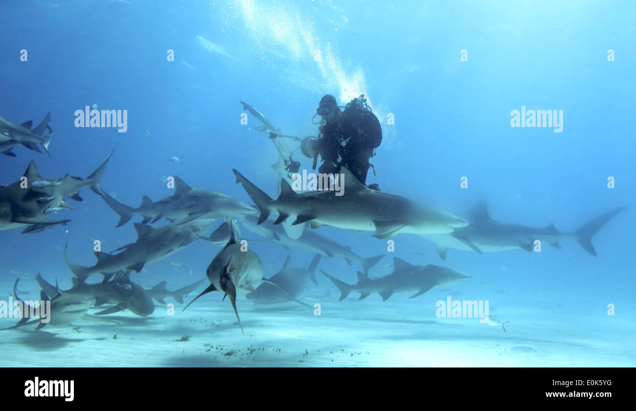 Fotógrafo, arrecife caribeño, limón y los tiburones tigre, Bahamas (Carcharhinus perezi) (Negaprion brevirostris) (Galeocerdo cuvier) Foto de stock