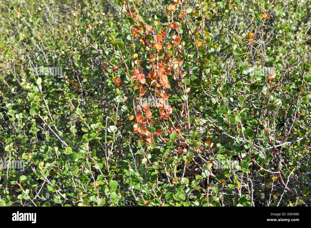 Rusia, en la región oriental de Yakutia. Fondo vegetal. El abedul enano tundra. Foto de stock
