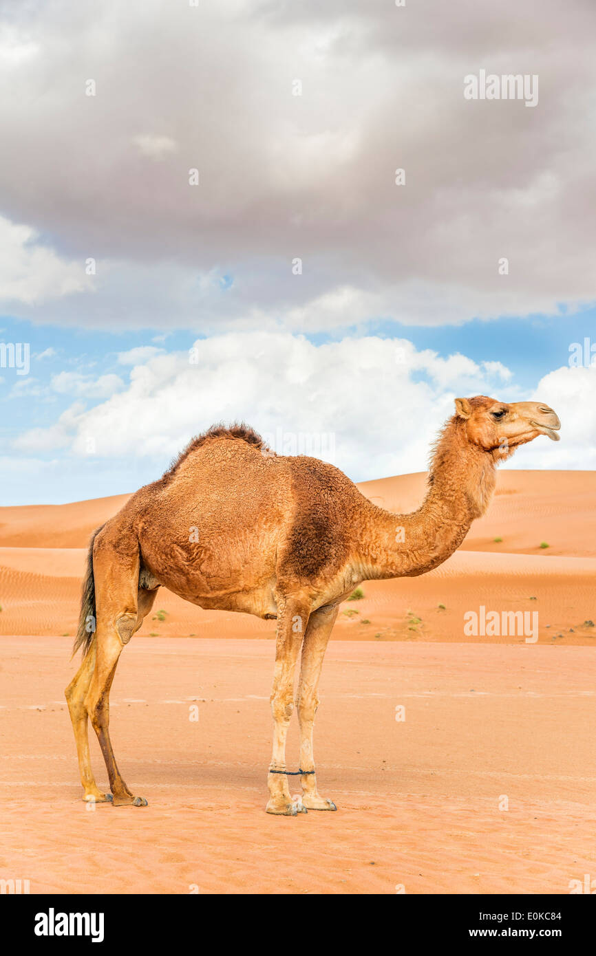 Imagen de camello en el desierto Wahiba Omán Foto de stock