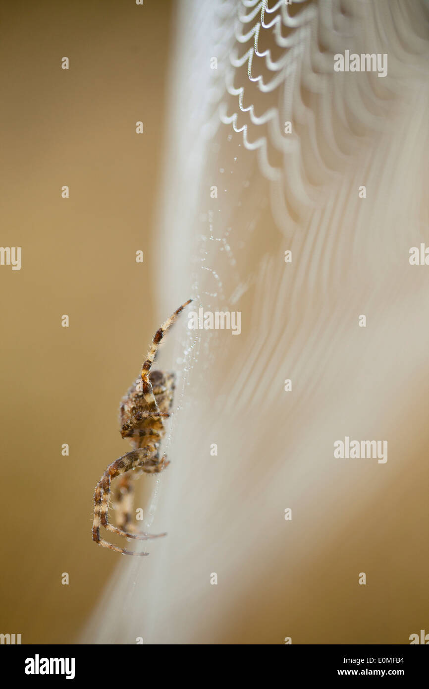 Una vista lateral de una araña tejedora de Orb en su web cubierto de rocío, en el oeste de Oregon, USA (Araneidae) Foto de stock