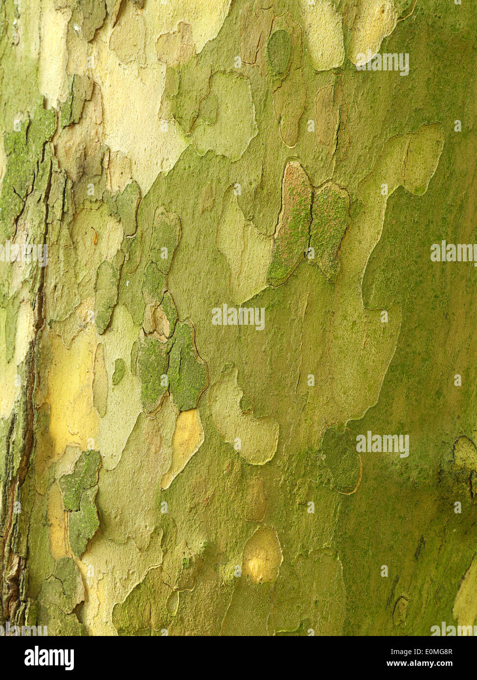 Primer plano de la corteza del tronco de un árbol sicómoro Foto de stock
