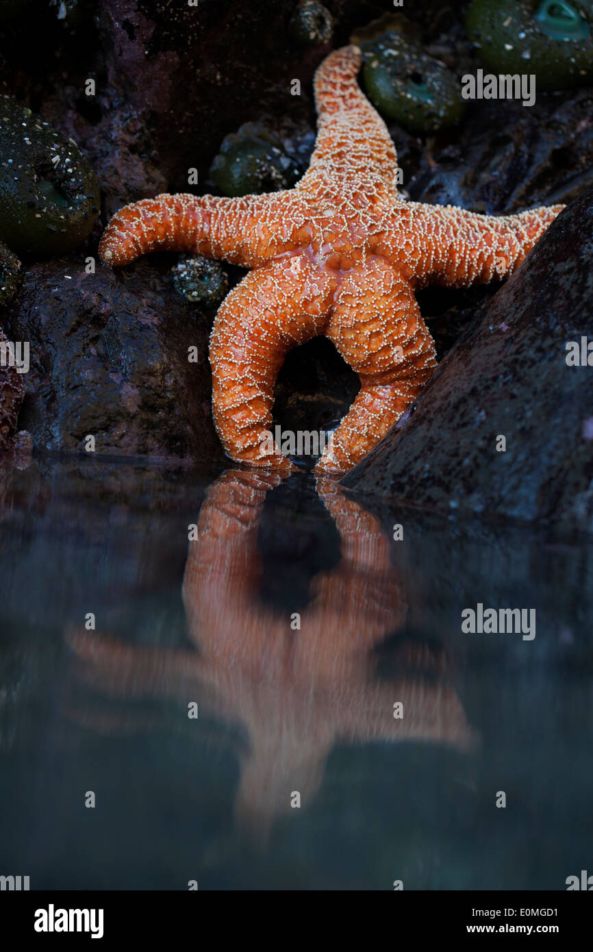 Una estrella de mar parece lounge en marea baja, al sur de costa de Oregón, EE.UU. (Pisaster ochraceus) Foto de stock