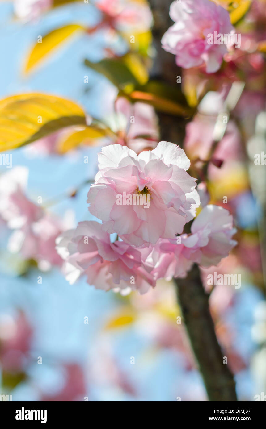 Flor de Cerezo japonés, sakura flor de cielo azul de cerca Foto de stock