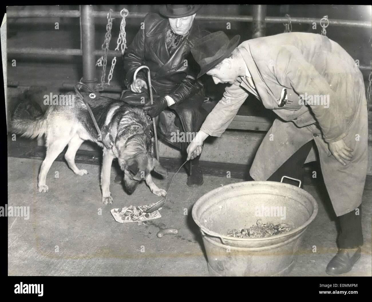 Diciembre 12, 1955 - Para los perros de los ciegos una celebración de  Navidad fue helt el domingo en Hamburgo. Cada perro puede comer tanto como  Fotografía de stock - Alamy