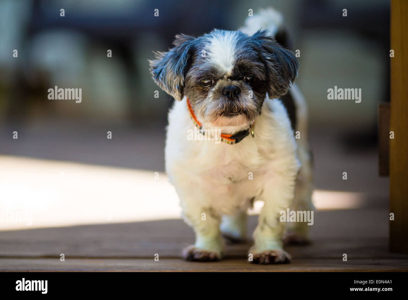 Blanco y negro pequeño perrito shih tzu busca en el cabezal de la cámara vertical Foto de stock