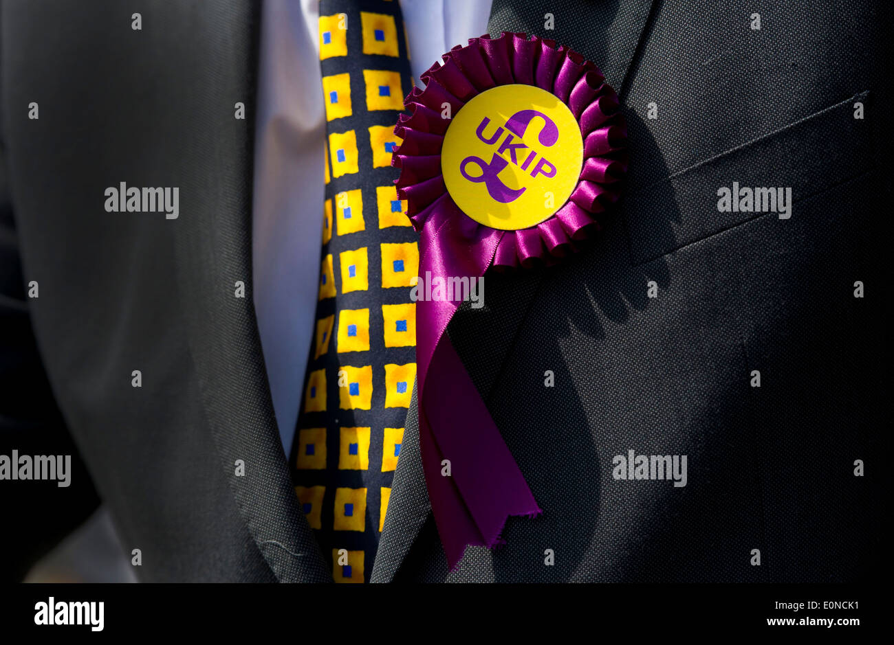 Un candidato del Partido para la Independencia del Reino Unido lleva un rosetón UKIP durante una campaña electoral en Swansea, Gales. Foto de stock