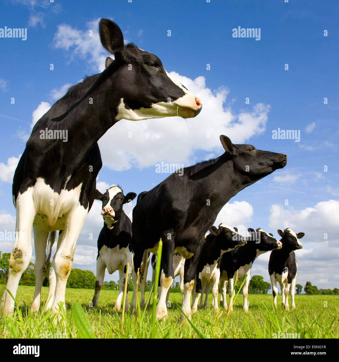 Vacas Holstein en la pradera Foto de stock