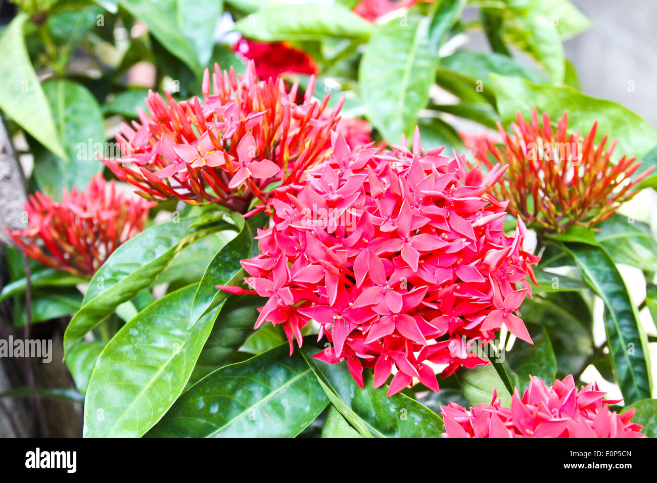 Red ixora flower in garden fotografías e imágenes de alta resolución - Alamy
