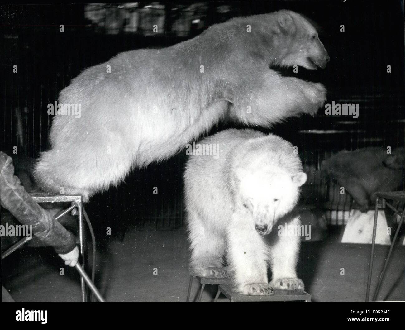 Bears in circus fotografías e imágenes de alta resolución - Alamy Bears in circus fotografías e imágenes de alta resolución - Alamy