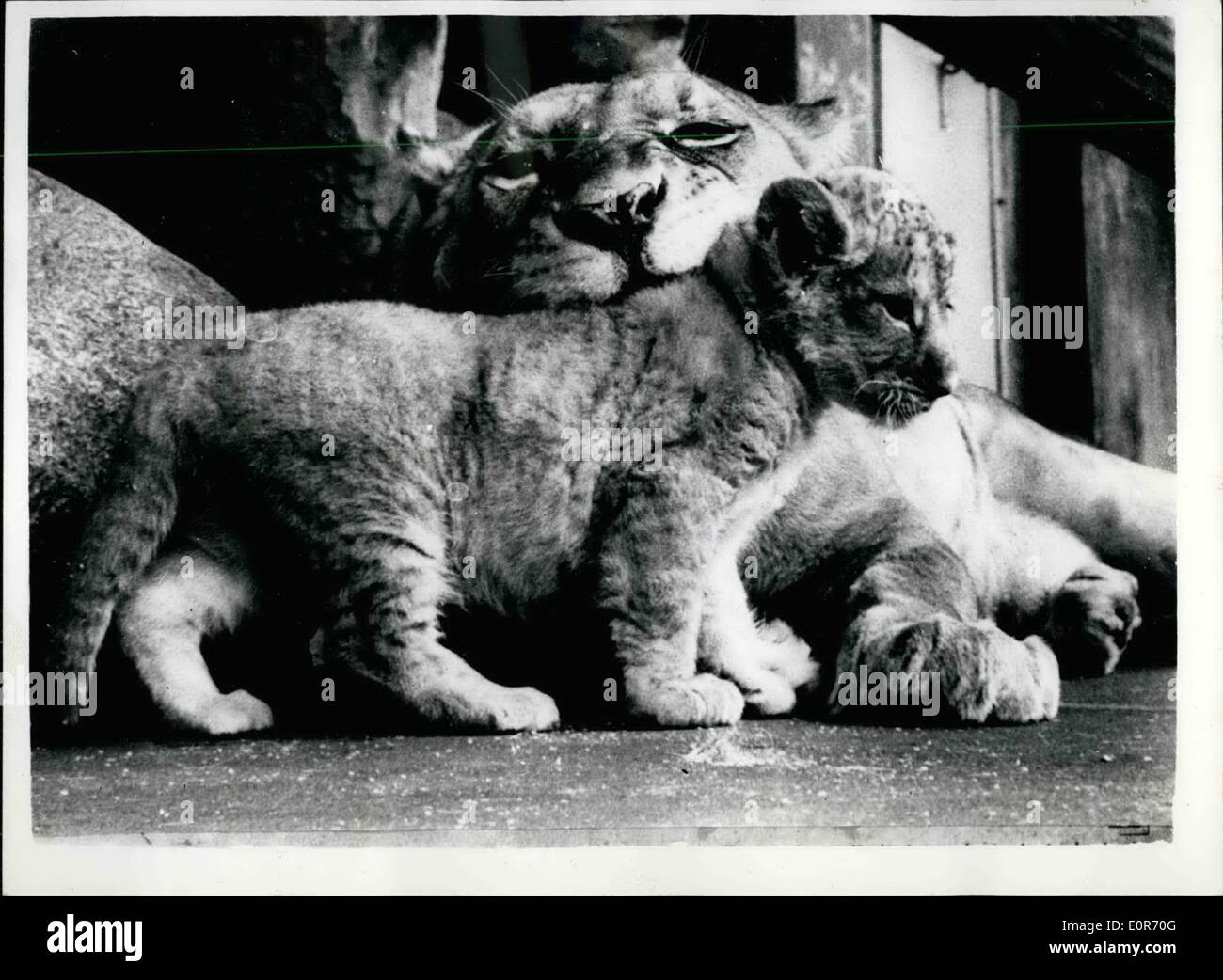 Lion Cub And Mum Fotos E Imagenes De Stock Alamy